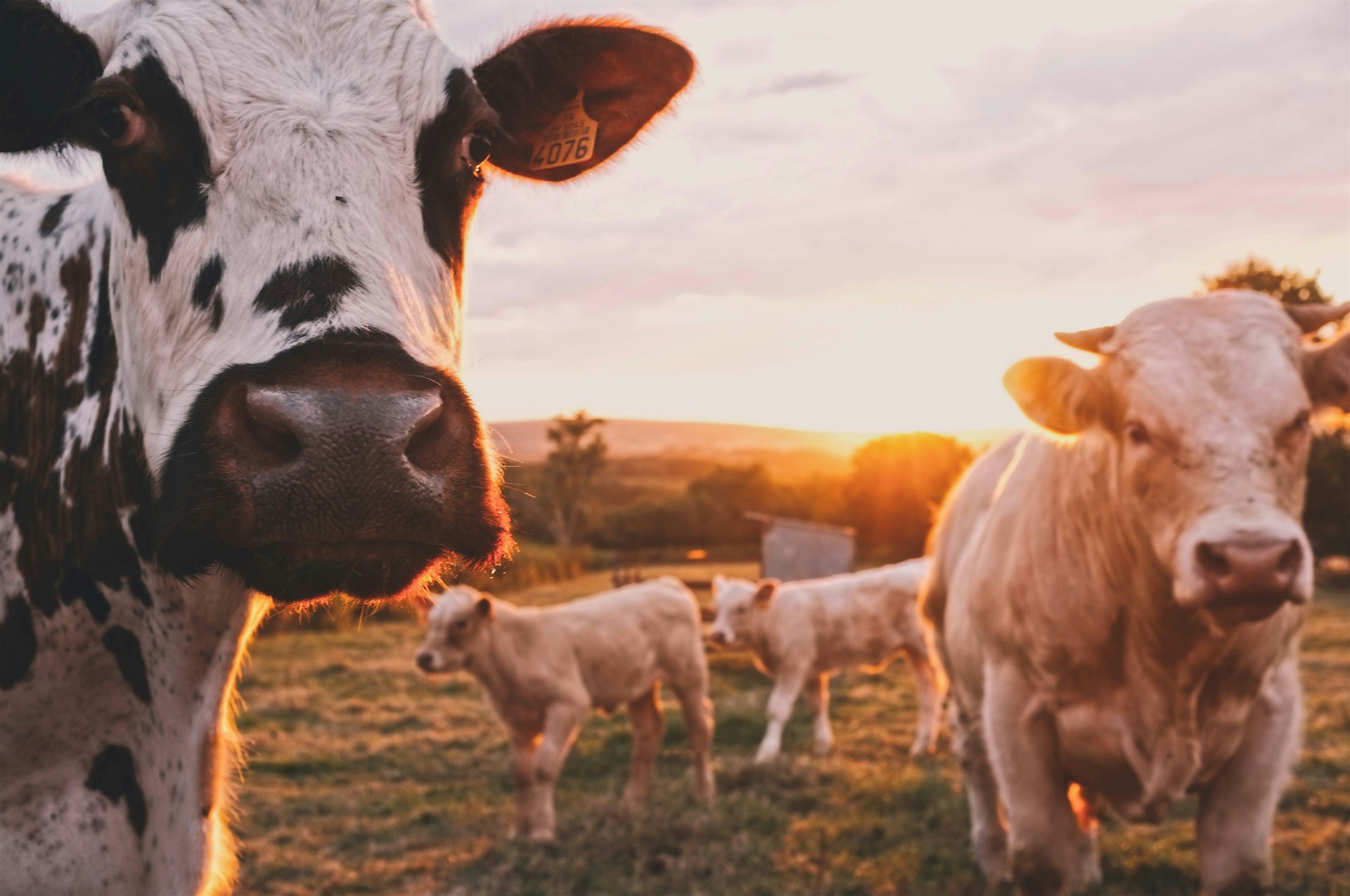 Campo Agrícola